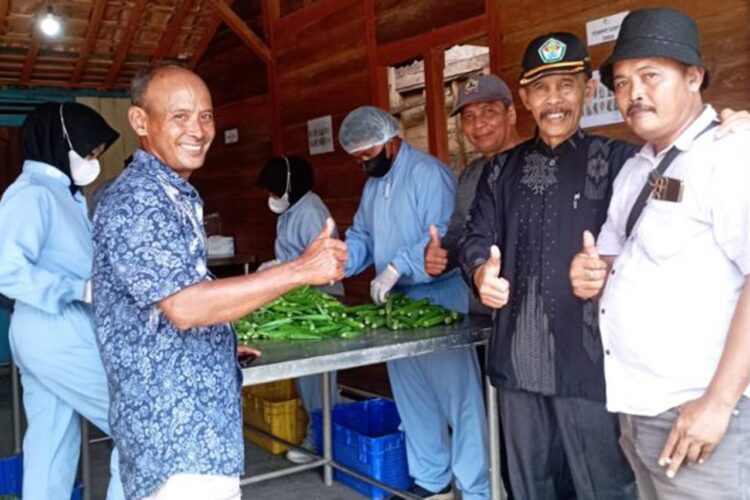 Tembus Pasar Global Inilah Alasan Tanaman Okra Blora Punya Kualitas Terbaik