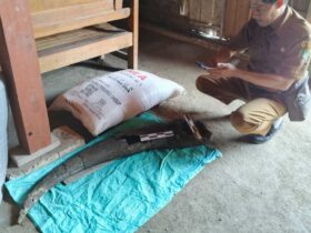 Heboh Warga di Blora Temukan Fosil Tanduk Kerbau Purba Berusia 250 Ribu Tahun