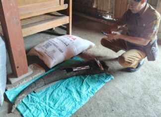 Heboh Warga di Blora Temukan Fosil Tanduk Kerbau Purba Berusia 250 Ribu Tahun