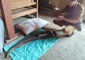 Heboh Warga di Blora Temukan Fosil Tanduk Kerbau Purba Berusia 250 Ribu Tahun