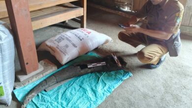 Heboh Warga di Blora Temukan Fosil Tanduk Kerbau Purba Berusia 250 Ribu Tahun