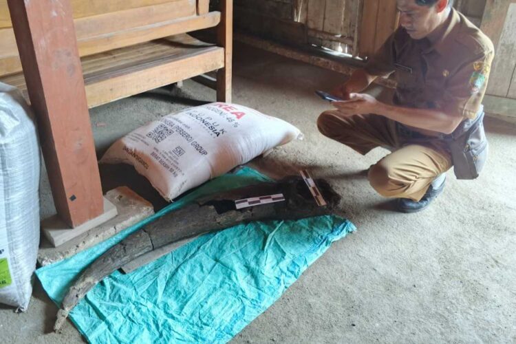 Heboh Warga di Blora Temukan Fosil Tanduk Kerbau Purba Berusia 250 Ribu Tahun