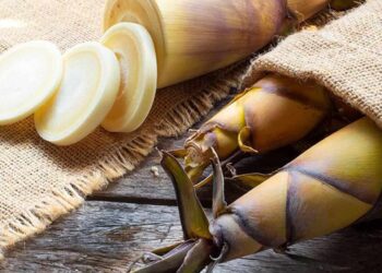 Jarang Diketahui Ternyata Rebung Memiliki Ragam Manfaat Kesehatan