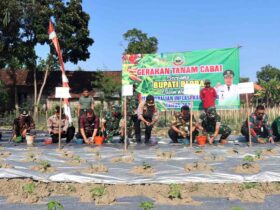 Minimalisir Inflasi DP4 Blora Bikin Inovasi Gerakan Tanam Cabai
