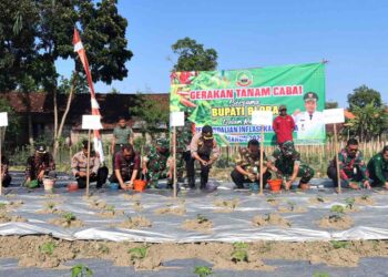Minimalisir Inflasi DP4 Blora Bikin Inovasi Gerakan Tanam Cabai