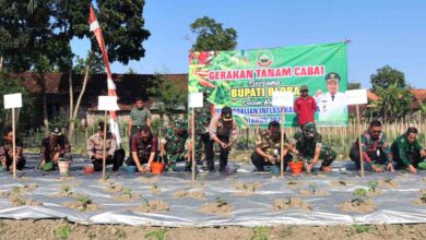 Minimalisir Inflasi DP4 Blora Bikin Inovasi Gerakan Tanam Cabai