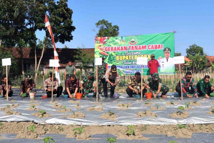 Minimalisir Inflasi DP4 Blora Bikin Inovasi Gerakan Tanam Cabai