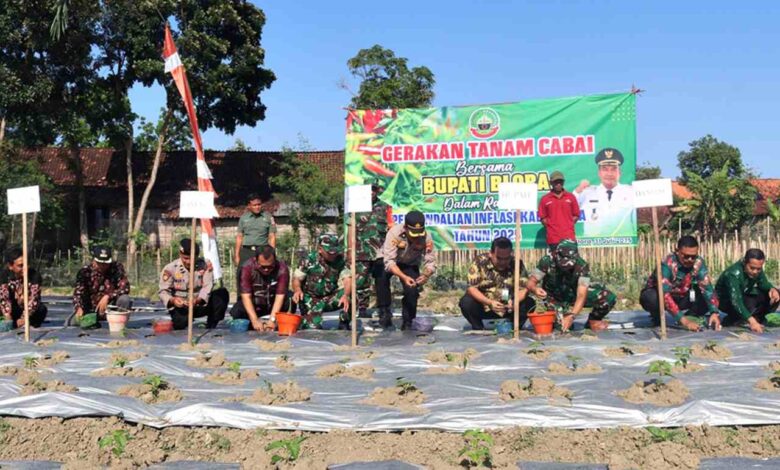 Minimalisir Inflasi DP4 Blora Bikin Inovasi Gerakan Tanam Cabai