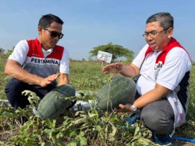 Panen Perdana Pertamina EP Cepu dalam Program Langit Biru Jambaran Tiung Biru