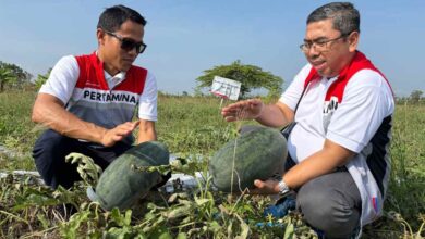 Panen Perdana Pertamina EP Cepu dalam Program Langit Biru Jambaran Tiung Biru