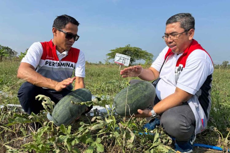 Panen Perdana Pertamina EP Cepu dalam Program Langit Biru Jambaran Tiung Biru