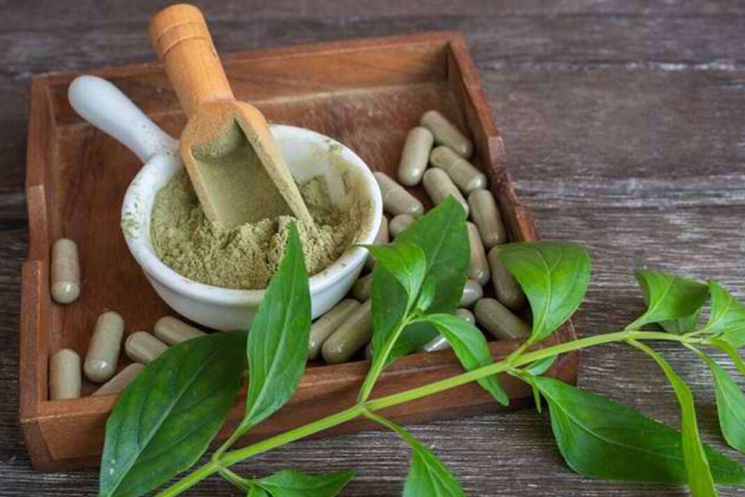 Sayang Untuk Dilewatkan 10 Manfaat Utama Daun Sambiloto Untuk Kesehatan dan Kecantikan