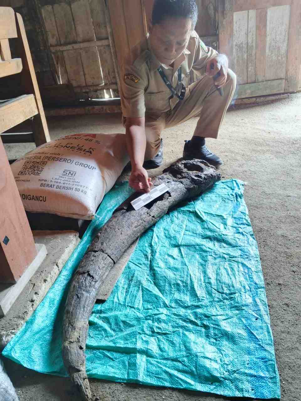 Warga di Blora Temukan Fosil Tanduk Kerbau Purba Berusia 250 Ribu Tahun