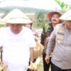 Panen Raya Jagung di Blora Pemkab Bersama Polres dan Kodim Blora Kompak Terjun ke Sawah