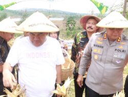 Panen Raya Jagung di Blora Pemkab Bersama Polres dan Kodim Blora Kompak Terjun ke Sawah