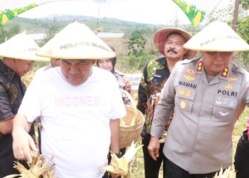 Panen Raya Jagung di Blora Pemkab Bersama Polres dan Kodim Blora Kompak Terjun ke Sawah