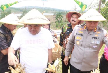 Panen Raya Jagung di Blora Pemkab Bersama Polres dan Kodim Blora Kompak Terjun ke Sawah