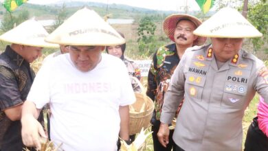 Panen Raya Jagung di Blora Pemkab Bersama Polres dan Kodim Blora Kompak Terjun ke Sawah