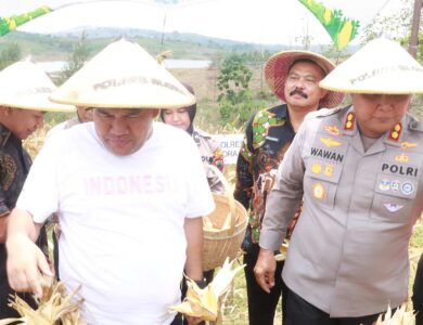 Panen Raya Jagung di Blora Pemkab Bersama Polres dan Kodim Blora Kompak Terjun ke Sawah