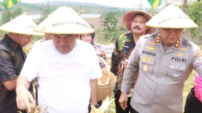 Panen Raya Jagung di Blora: Pemkab Bersama Polres dan Kodim Blora Kompak Terjun ke Sawah