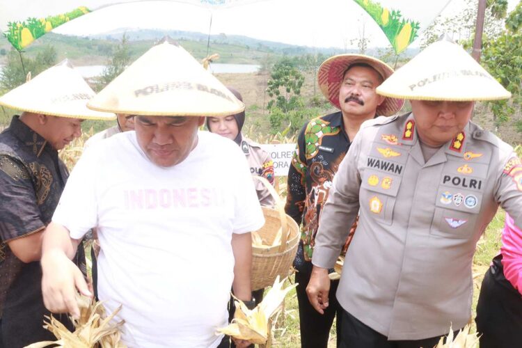 Panen Raya Jagung di Blora Pemkab Bersama Polres dan Kodim Blora Kompak Terjun ke Sawah