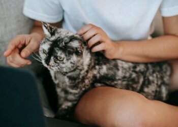 7 Cara Dasar Merawat Kucing yang Perlu Anda Diketahui