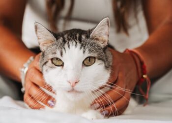 Ini 7 Manfaat Main Kucing untuk Kesehatan Tubuh dan Pikiran