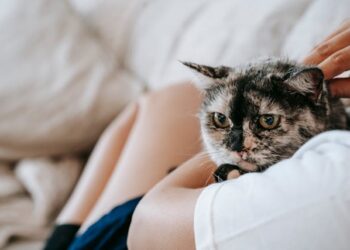 Anda Baru Pelihara Kucing? Yuk, Simak 7 Cara Menjinakkannya dengan Perlahan