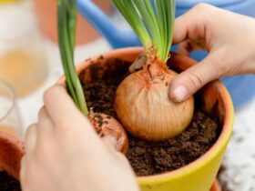 Cara Menanam Bawang Bombai di Rumah Mudah Banget!