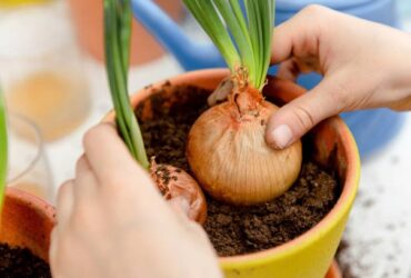 Cara Menanam Bawang Bombai di Rumah Mudah Banget!