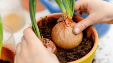 Cara Menanam Bawang Bombai di Rumah Mudah Banget!