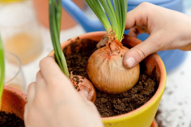 Cara Menanam Bawang Bombai di Rumah Mudah Banget!