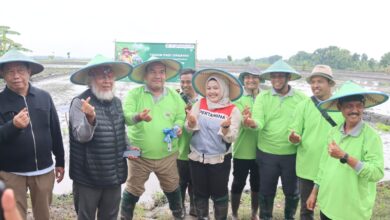 Wujudkan Cita-Cita Kabupaten Organik, Petani Blora Berhasil Panen 7 Ton/ha Gunakan Metode SRI