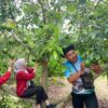 Agrowisata Bojonegoro Ini Tawarkan Petik Alpukat Langsung dari Pohon