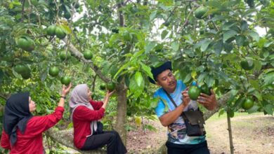 Agrowisata Bojonegoro Ini Tawarkan Petik Alpukat Langsung dari Pohon