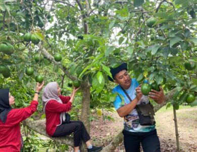 Agrowisata Bojonegoro Ini Tawarkan Petik Alpukat Langsung dari Pohon