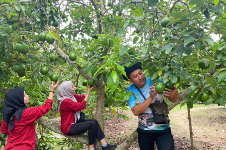 Agrowisata Bojonegoro Ini Tawarkan Petik Alpukat Langsung dari Pohon