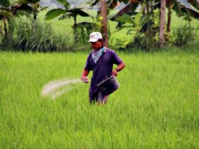 Harga Pupuk di Bojonegoro Resmi Turun Segini Harga Eceran Tertinggi Pupuk Bersubsidi di Bojonegoro