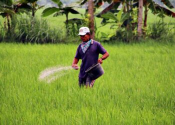 Harga Pupuk di Bojonegoro Resmi Turun Segini Harga Eceran Tertinggi Pupuk Bersubsidi di Bojonegoro