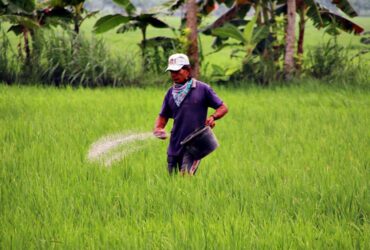 Harga Pupuk di Bojonegoro Resmi Turun Segini Harga Eceran Tertinggi Pupuk Bersubsidi di Bojonegoro