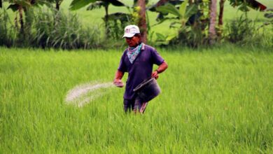 Harga Pupuk di Bojonegoro Resmi Turun Segini Harga Eceran Tertinggi Pupuk Bersubsidi di Bojonegoro