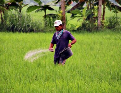 Harga Pupuk di Bojonegoro Resmi Turun Segini Harga Eceran Tertinggi Pupuk Bersubsidi di Bojonegoro