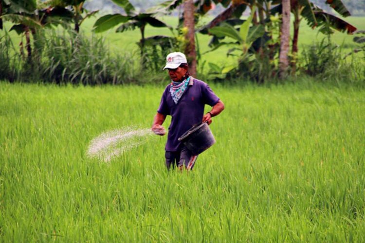 Harga Pupuk di Bojonegoro Resmi Turun Segini Harga Eceran Tertinggi Pupuk Bersubsidi di Bojonegoro