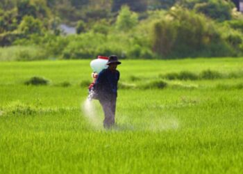 Petani Bojonegoro Sumringah Harga Pupuk di Bojonegoro Resmi Turun