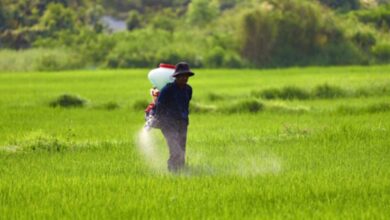 Petani Bojonegoro Sumringah Harga Pupuk di Bojonegoro Resmi Turun