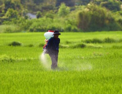 Petani Bojonegoro Sumringah Harga Pupuk di Bojonegoro Resmi Turun