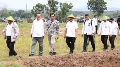 Kunker ke Blora Dua Menteri Diajak Panen Cabai di Desa Bangsri Jepon