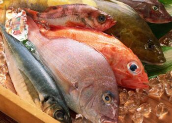 8 Jenis Ikan Laut Paling Populer dan Banyak Dikonsumsi Nomor 6 Gak Nyangka