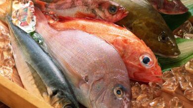 8 Jenis Ikan Laut Paling Populer dan Banyak Dikonsumsi Nomor 6 Gak Nyangka