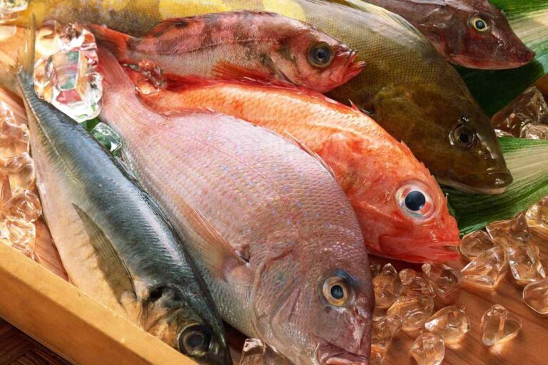 8 Jenis Ikan Laut Paling Populer dan Banyak Dikonsumsi Nomor 6 Gak Nyangka